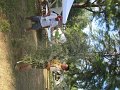 07262010_5_Cut_Bamboo_1